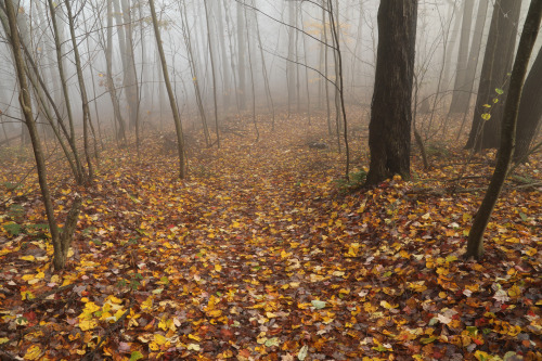 vandaliatraveler:When I reached the Cheat River Canyon this past Saturday morning, the fog was so he