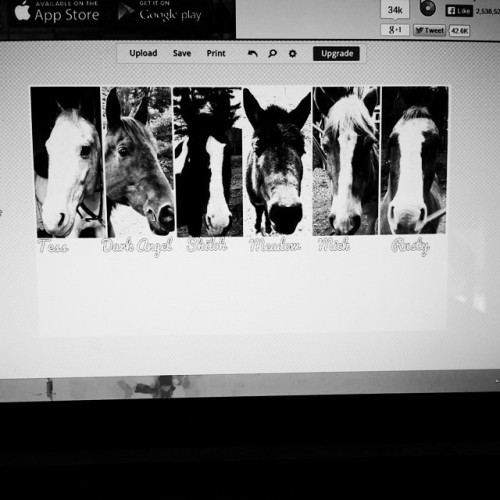 Sorry for the awful quality but I made this for my horses owner. It’s a black and white headshot of all of her horses. Now I’ve just gotta print and frame it! #horsesofinstagram #horse #present