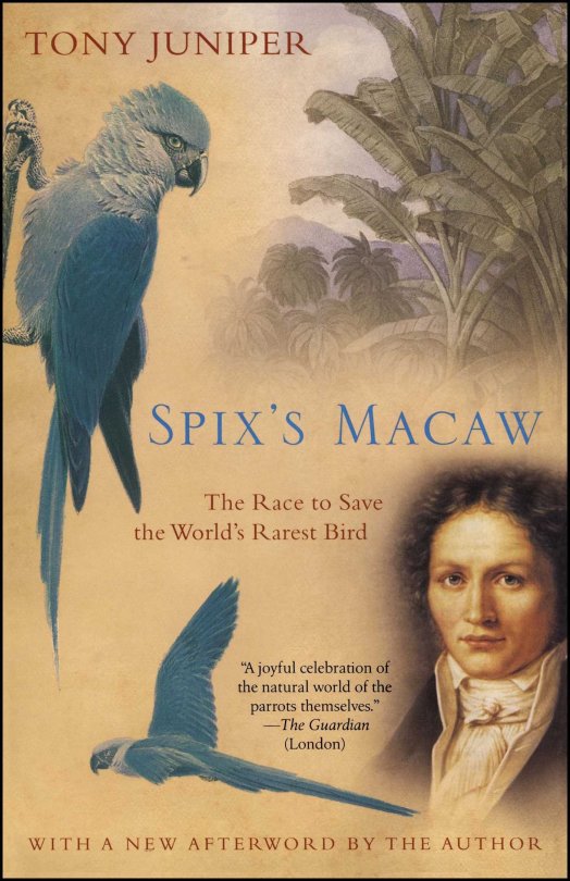 moonymango:  Yo, you guys remember Rio from Blue Sky Studios (Happy Feet, The Peanuts Movie)? Y’know, that movie about a Spix’s Macaw that believes to be the last of his kind? And then finds out that he isn’t? And proceeds to find friends, have