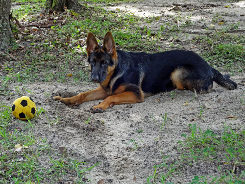 germanshepherddogs:  mainenaturegreyhounds:  That’s not a Greyhound…That’s Rocko: What can I say, I fell in love with Rocko while visiting with Mom, in Florida. Rocko belongs to Mom’s neighbor, Joe, and is a gorgeous 4 month old German Shepherd