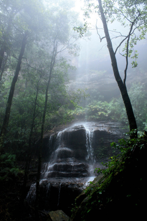 10bullets:
“Tears of the Forest (by OhYouDog Photography)
”