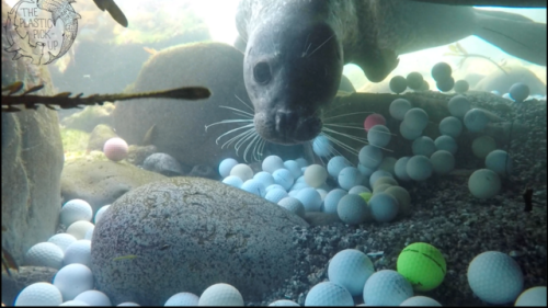 currentsinbiology: How hard is it to not hit golf balls into the ocean?Teenage Diver Finds Tons Of G