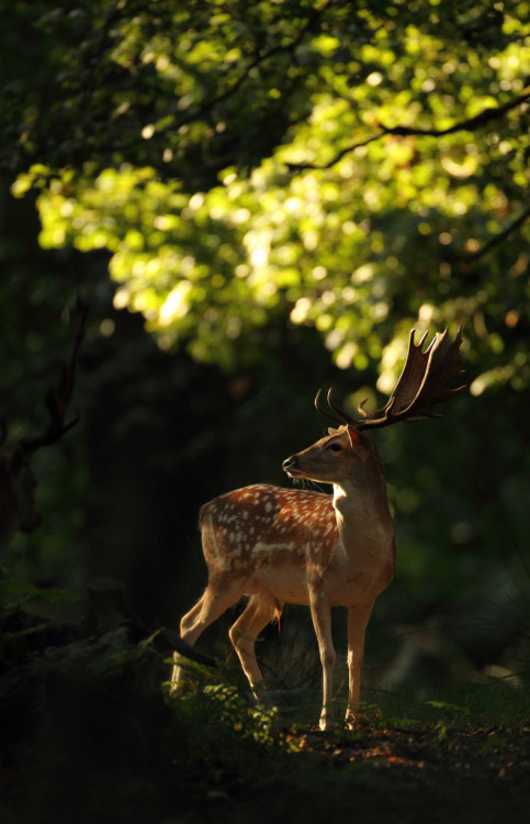 10bullets:  Fallow Deer Buck (by Daniel Trim) 