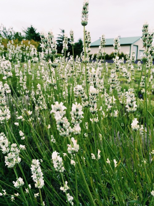 venetians:the second lavender farm had white lavender and mmmm it was so pretty and it smelled nice