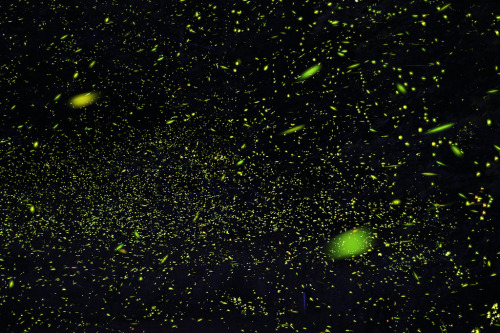 Nature to illuminate researchHere you can see fireflies, a type of beetle that glows.Bioluminescence