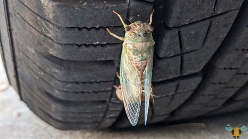 Dog-Day Cicada - Neotibicen canicularisWell, I hinted at this in a very important earlier post that 