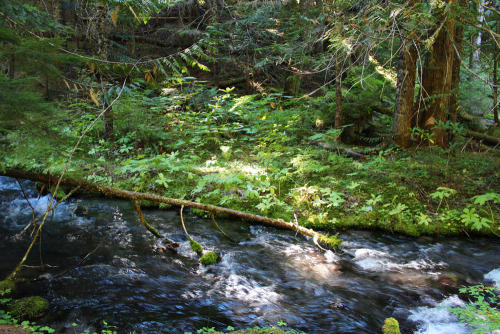 bright-witch:    Mountain Sunbeams, photography by me. Please do not remove credit!   