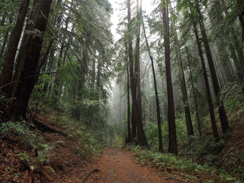 Redwoods in the rain by Tom Holub