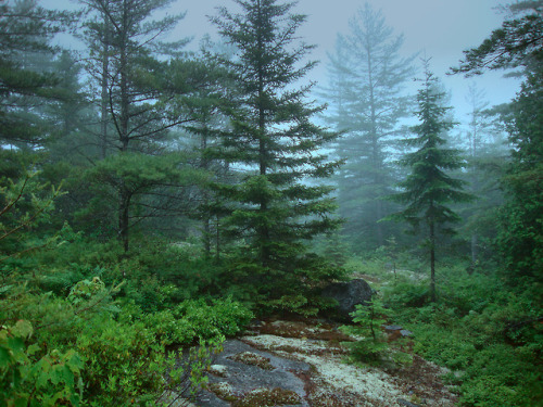 Nesuntabunt In the Fog by Jesse Amundsen