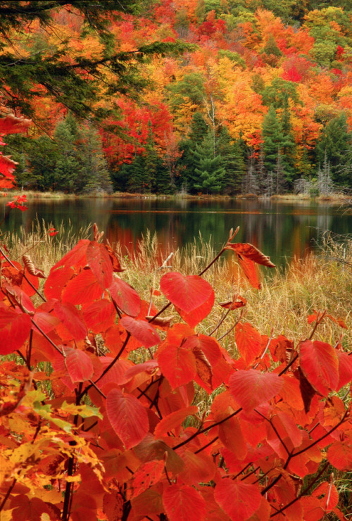 coiour-my-world:Coloured leaves in autumn at Lac Fortune, Gatineau Park, Quebec, just outside Ottawa