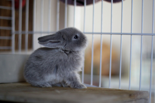 irmelinis:  Smoke pearl marten, 3 weeks old. Two boys and a girl. My favourite colour, I want to keep the whole litter <3 