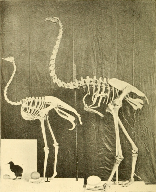 A kiwi, ostrich and extinct giant moa compared.  Extinct animals. 1895.