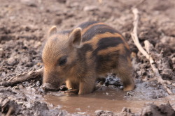 awwww-cute: A young warthog (Source: http://ift.tt/27RAe42) 