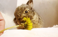 trendingrn: sixsteen:  if u feel sad right now look at this bunny eating a flower