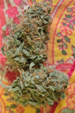 smokingweed:AK full of crystals and hairs