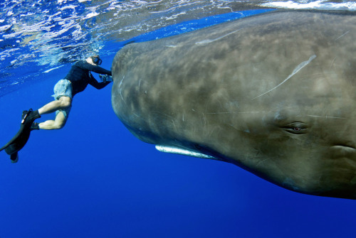 nubbsgalore:pete g. allinson spends four days to a week trying to photograph the sperm whales off 