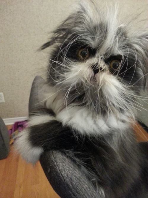 jimhines:catsbeaversandducks:His name’s Atchoum and he has the furriest face ever!”Hypertrichosis is