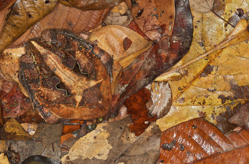 libutron:The sit-and-wait feeding strategy of the Surinam Horned Frog - Ceratophrys cornuta It has b