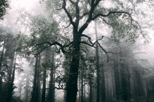 ardley:Beyond WoodsPhotographed by Freddie Ardley - Visit Print Shop