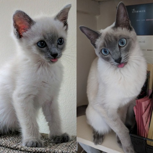 naamahdarling:cookingandfitness:when my cat turned 1 i put together a bunch of pics comparing her no