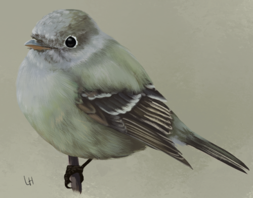 Hammond’s Flycatcher. Quick painting for a poster on Yosemite’s songbirds to be presented at the Ame