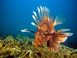 mysticmistake:  A lion fish in the Caribbean