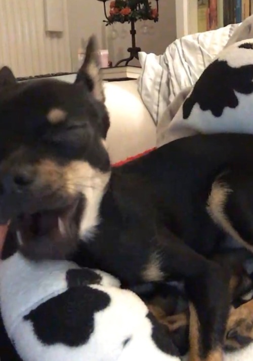 My Dog Literally When Watching Bts Being Bts On My IPad 