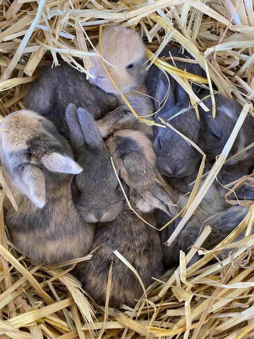rabbitsoverload:Update on the Christmas rabbits. They are doing great!
