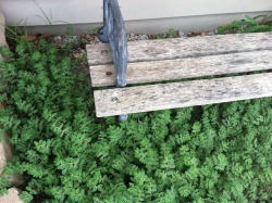 graveplants:  cutie plants around the bench