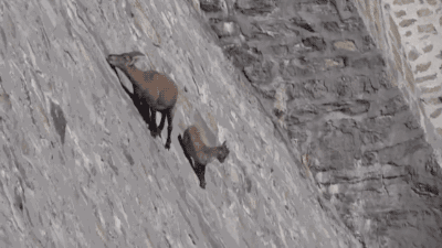 do-he-got-the-aobooty-he-do:damnitroxy:gifsboom:Mountain Goat.DON’T YOU DARE SAY ITThey lust after t