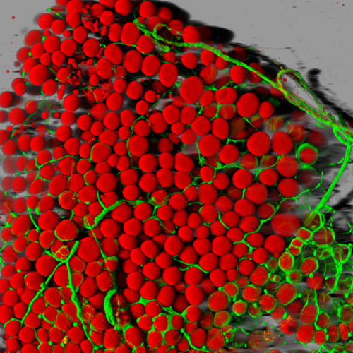 Fat cells (red) and blood vessels (green) | ZEISS Microscopy A mouse’s fat cells (red) are sho