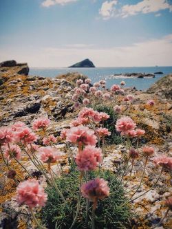 folklifestyle:Just Pinned to *Landscapes: Wembury Beach, Devon, England http://bit.ly/2WgIqNz