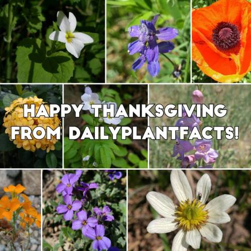 Happy thanksgiving from dailyplantfacts! I want to thank all of my followers and I am always gratefu