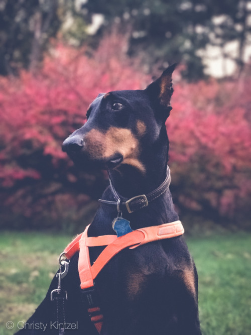 Capturing fall colors.