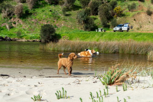 He took one leap into the river and decided not today satan. harley & saxon however would have b