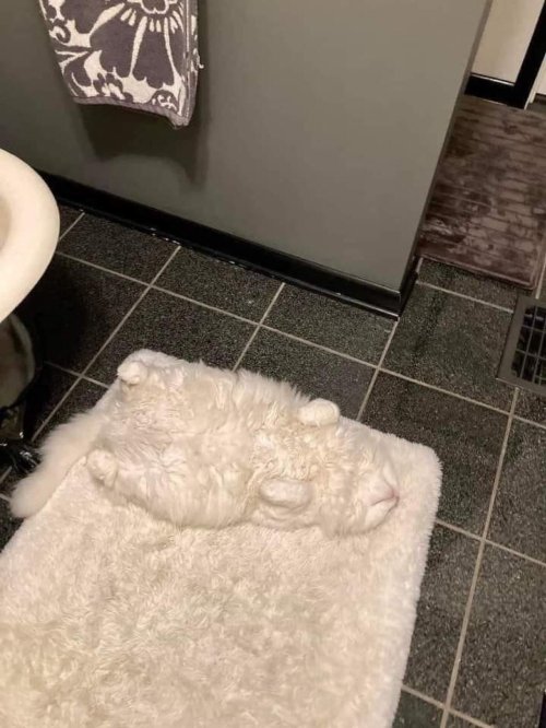 mr-arcturus:  everythingfox:  Need extra caution when going to the bathroom   Optical camouflage:✅