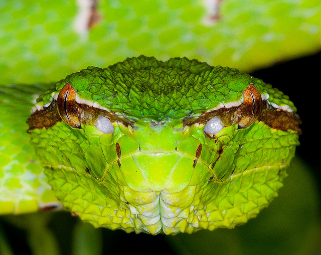 libutron:  Bornean Keeled Green Pit Viper Extreme close up of a Bornean Keeled Green