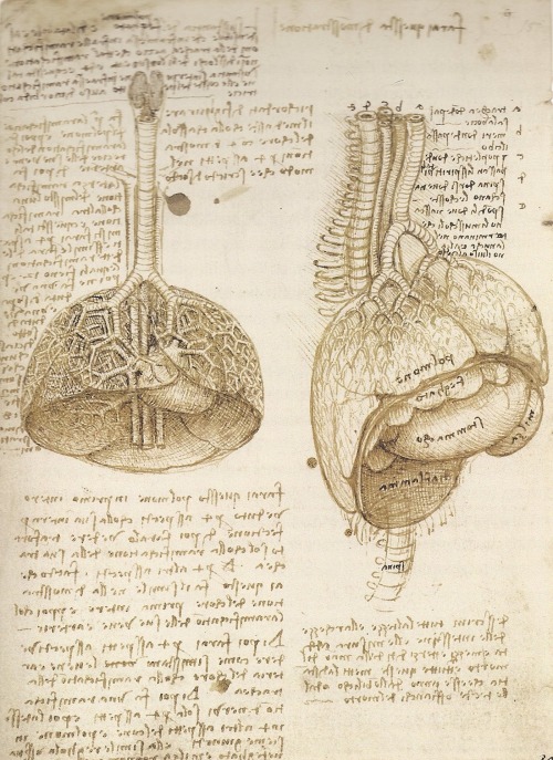 medicalschool:   Leonardo da Vinci | The Mechanics of Man  