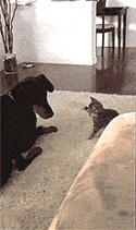 chappaai-trekker:  Cat: Dog! Hey. Hey! *boop*