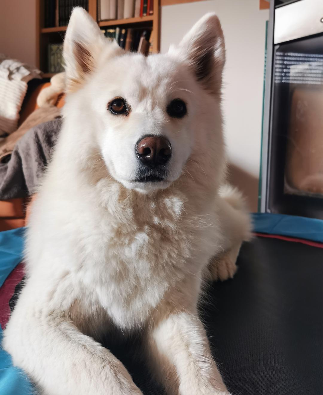 Our beautiful Samoyed girl 🐶