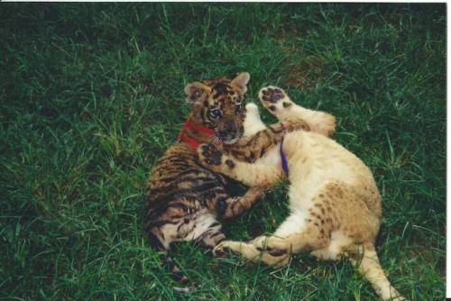 mymodernmet:Amazing Friendship Between a Bear, Lion, and Tiger Who All Live Peacefully Together