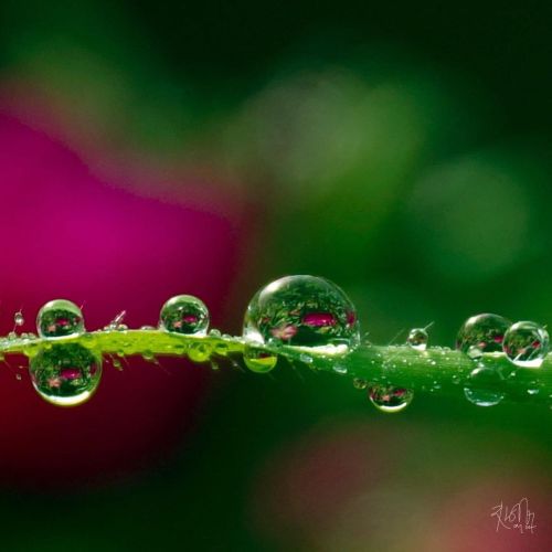 Addicted to Drops#indianmacro#drops_arts#drops_perfection#macro_perfection#macro_mania__