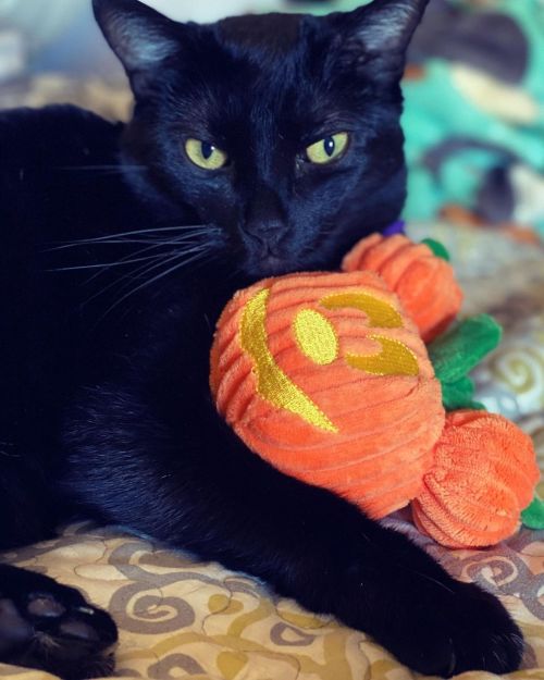 Rey #blackcat #blackcatsrule #halloweenkitty #pumpkinmickey #mickeypumpkin #halloween #halloweentime