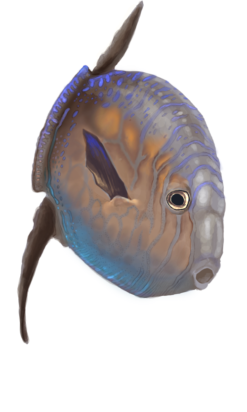 mauidolphin:
“ More Progress Slender Sunfish (Ranzania Laevis)
”