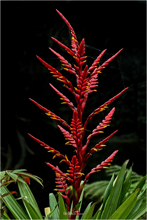 Bromeliad Red