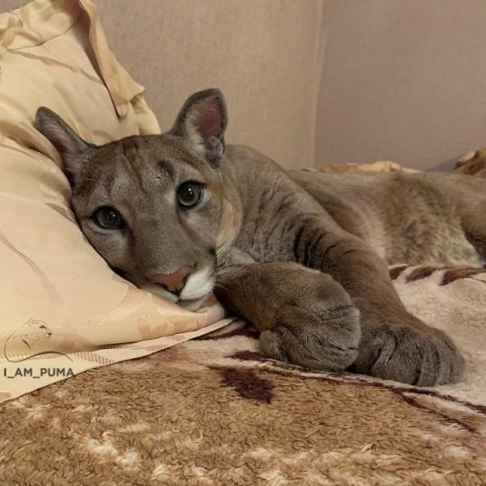 Puma Rescued From A Contact-Type Zoo Can’t Be Released Into The Wild, Lives As A Spoiled House Cat