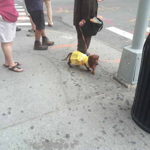 d0gbl0g:So, I was at work today and went out to lunch. I saw this amazing canine in the street and o