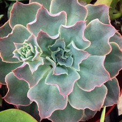 juicykits:  Good morning! We got some rrally beautiful #succulents for your juicykits.com orders today. 😍