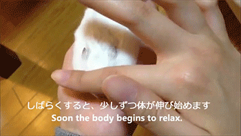 theycallmemoon: you too can make thin hamster 