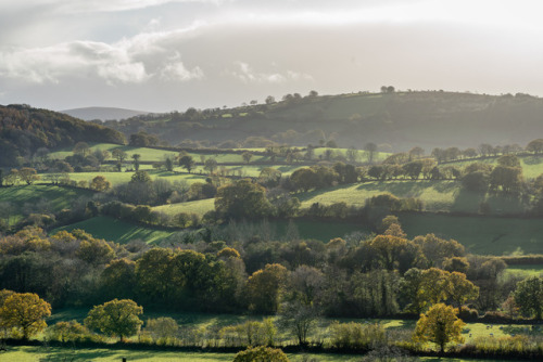 stephenearp:November Oak